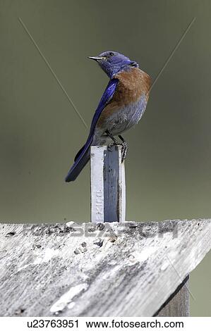 bluebird, sedalia, nest, mountain View Large Photo Image Stock Image - bluebird, sedalia, nest, mountain. Fotosearch