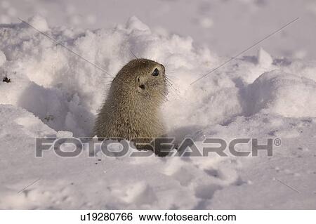 Stock Photograph - bonded, richardsons, snow, squirrel, ground, male. Fotosearch