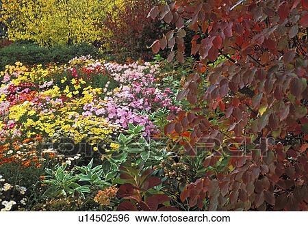 Stock Photograph - botanical, chrysanthemum, york, new, garden, korean. Fotosearch