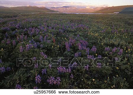 brooks, blooming, valley, river, aichiliak, wildflowers View Large Photo Image Stock Photograph - brooks, blooming, valley, river, aichiliak, wildflowers. Fotosearch