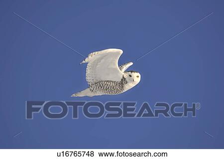 bubo, owl, canada, saskatchewan, scenic, snowy View Large Photo Image Stock Photo - bubo, owl, canada, saskatchewan, scenic, snowy. Fotosearch