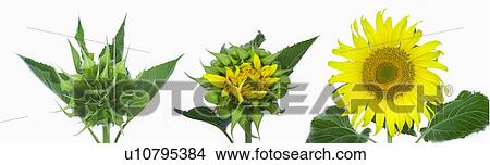 bud, russian, develop, starting, sunflowers, giant View Large Photo Image Picture - bud, russian, develop, starting, sunflowers, giant. Fotosearch