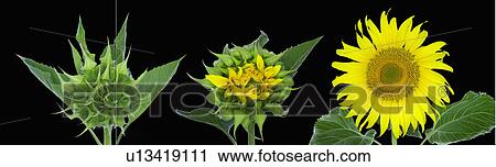 bud, russian, develop, starting, sunflowers, giant View Large Photo Image Stock Image - bud, russian, develop, starting, sunflowers, giant. Fotosearch