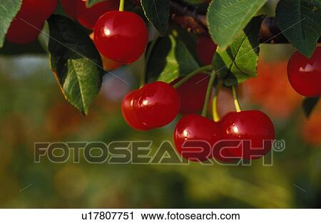 Stock Image - bunch, tree, branch, fruit, food, cherries. Fotosearch