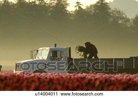 Stock Image - bunch, truck, back, tulips, male. Fotosearch
