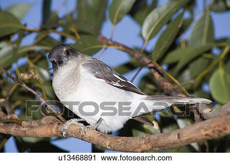 butcher, pied, bird, holder, butcherbird, juvenile View Large Photo Image Stock Image - butcher, pied, bird, holder, butcherbird, juvenile. Fotosearch