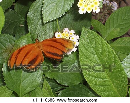 Stock Image - butterfly, peaceful, wing, black, orange. Fotosearch