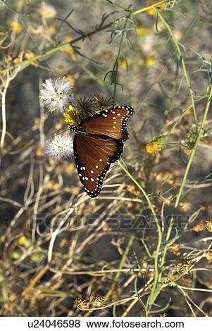 butterfly, twenty, mesquite, feeding, queen View Large Photo Image Stock Photo - butterfly, twenty, mesquite, feeding, queen. Fotosearch