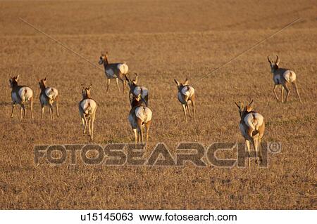 canada, antelope, saskatchewan, scenic, coderre, pronghorn View Large Photo Image Stock Image - canada, antelope, saskatchewan, scenic, coderre, pronghorn. Fotosearch