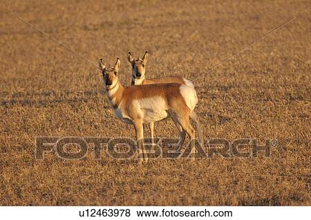 canada, antelope, saskatchewan, scenic, coderre, pronghorn View Large Photo Image Stock Photo - canada, antelope, saskatchewan, scenic, coderre, pronghorn. Fotosearch