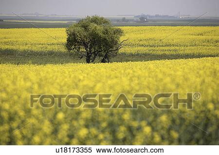 canada, canola, saskatchewan, scenic, crop, ripening View Large Photo Image Stock Photography - canada, canola, saskatchewan, scenic, crop, ripening. Fotosearch