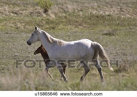 canada, colt, saskatchewan, scenic, pasture, mare View Large Photo Image Stock Photograph - canada, colt, saskatchewan, scenic, pasture, mare. Fotosearch