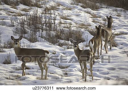 canada, deer, saskatchewan, scenic, winter, whitetailed View Large Photo Image Stock Image - canada, deer, saskatchewan, scenic, winter, whitetailed. Fotosearch