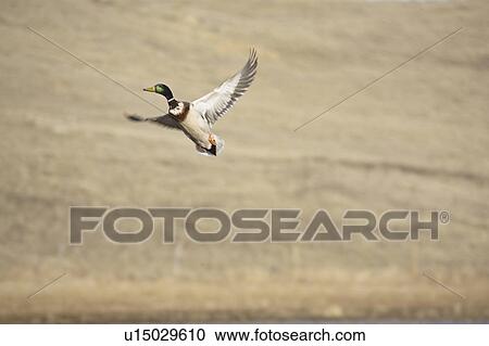 canada, drake, saskatchewan, scenic, flight, mallard View Large Photo Image Stock Image - canada, drake, saskatchewan, scenic, flight, mallard. Fotosearch