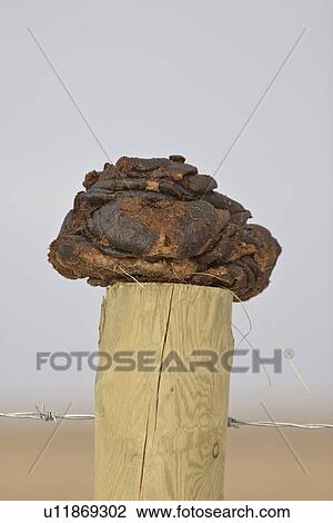 Stock Image - canada, fence, saskatchewan, scenic, post, top. Fotosearch