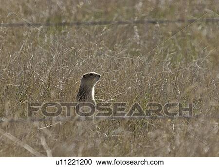 canada, field, western, saskatchewan, scenic, gopher View Large Photo Image Stock Image - canada, field, western, saskatchewan, scenic, gopher. Fotosearch