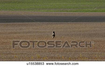 Stock Image - canada, field, western, saskatchewan, scenic, coyote. Fotosearch