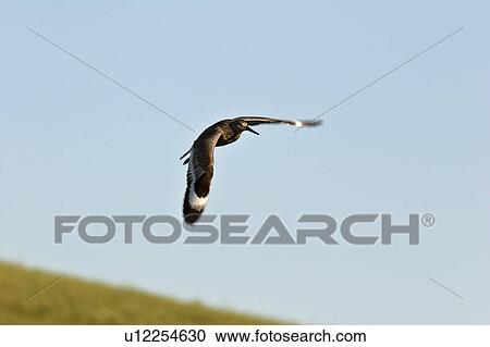 canada, flight, western, saskatchewan, scenic, willet View Large Photo Image Stock Image - canada, flight, western, saskatchewan, scenic, willet. Fotosearch