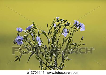 canada, flowers, saskatchewan, scenic, blooming, flax View Large Photo Image Stock Photography - canada, flowers, saskatchewan, scenic, blooming, flax. Fotosearch