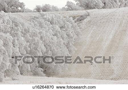 canada, frostcovered, saskatchewan, scenic, trees, hoar View Large Photo Image Stock Image - canada, frostcovered, saskatchewan, scenic, trees, hoar. Fotosearch