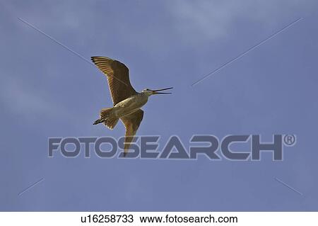 Stock Image - canada, godwit, saskatchewan, scenic, flight, marbled. Fotosearch