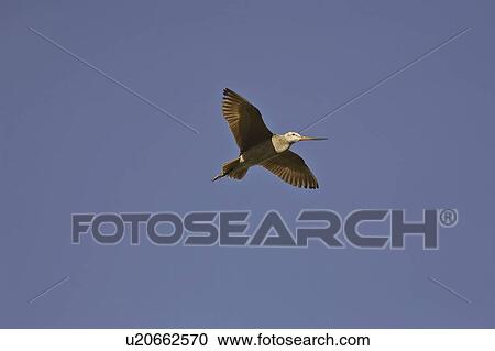 canada, godwit, saskatchewan, scenic, flight, marbled View Large Photo Image Stock Image - canada, godwit, saskatchewan, scenic, flight, marbled. Fotosearch