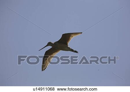 canada, godwit, saskatchewan, scenic, flight, marbled View Large Photo Image Stock Photo - canada, godwit, saskatchewan, scenic, flight, marbled. Fotosearch
