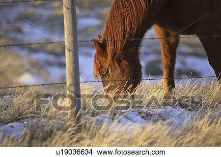 Picture - canada, grazing, alberta, winter, pasture, horse. Fotosearch