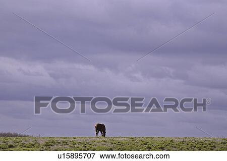 Stock Photo - canada, grazing, saskatchewan, scenic, pasture, horse. Fotosearch