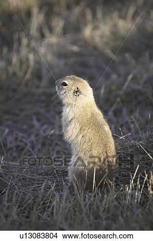 Picture - canada, ground, saskatchewan, scenic, squirrel, richardsons. Fotosearch