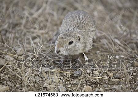 canada, ground, saskatchewan, scenic, squirrel, richardsons View Large Photo Image Stock Image - canada, ground, saskatchewan, scenic, squirrel, richardsons. Fotosearch