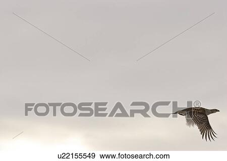 Stock Photo - canada, grouse, saskatchewan, scenic, flight, sharptailed. Fotosearch
