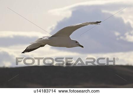 Picture - canada, gull, saskatchewan, scenic, flight, ringbilled. Fotosearch