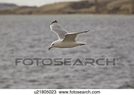 canada, gull, saskatchewan, scenic, flight, ringbilled View Large Photo Image Stock Image - canada, gull, saskatchewan, scenic, flight, ringbilled. Fotosearch