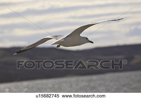 Stock Photography - canada, gull, saskatchewan, scenic, flight, ringbilled. Fotosearch