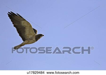Picture - canada, hawk, saskatchewan, scenic, flight, swainsons. Fotosearch