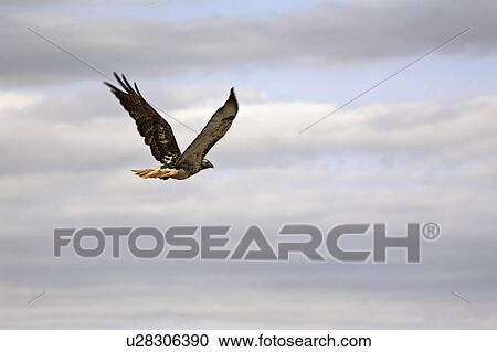 canada, hawk, saskatchewan, scenic, flight, redtailed View Large Photo Image Stock Image - canada, hawk, saskatchewan, scenic, flight, redtailed. Fotosearch