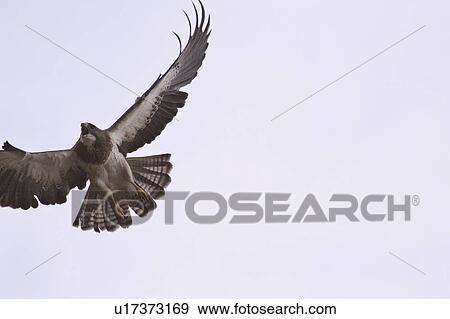 canada, hawk, saskatchewan, scenic, flight, swainsons View Large Photo Image Stock Photo - canada, hawk, saskatchewan, scenic, flight, swainsons. Fotosearch
