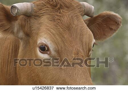 canada, hereford, saskatchewan, scenic, cow, closeup View Large Photo Image Stock Photo - canada, hereford, saskatchewan, scenic, cow, closeup. Fotosearch