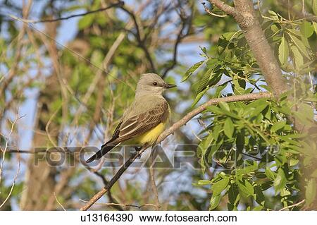 Stock Image - canada, kingbird, saskatchewan, scenic, tree, western. Fotosearch