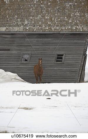 canada, leaning, saskatchewan, scenic, barn, horse View Large Photo Image Stock Photo - canada, leaning, saskatchewan, scenic, barn, horse. Fotosearch