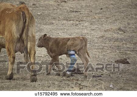 canada, leg, saskatchewan, scenic, bandage, calf View Large Photo Image Stock Photography - canada, leg, saskatchewan, scenic, bandage, calf. Fotosearch