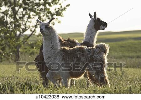 canada, llamas, saskatchewan, scenic, sunset, two View Large Photo Image Stock Photo - canada, llamas, saskatchewan, scenic, sunset, two. Fotosearch