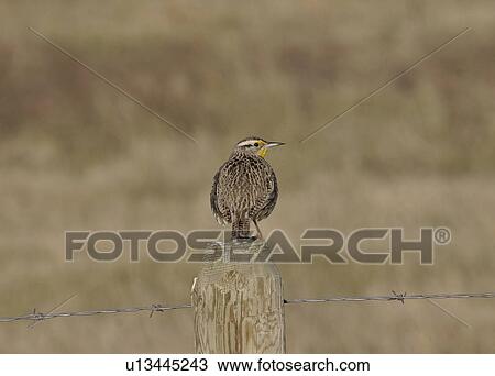 canada, meadowlark, saskatchewan, scenic, post, western View Large Photo Image Stock Image - canada, meadowlark, saskatchewan, scenic, post, western. Fotosearch