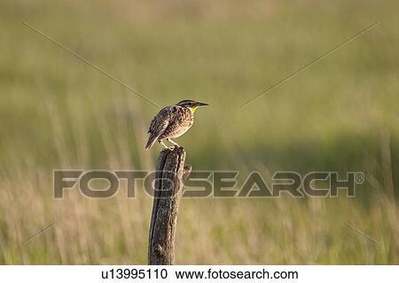 canada, meadowlark, saskatchewan, scenic, post, western View Large Photo Image Stock Image - canada, meadowlark, saskatchewan, scenic, post, western. Fotosearch