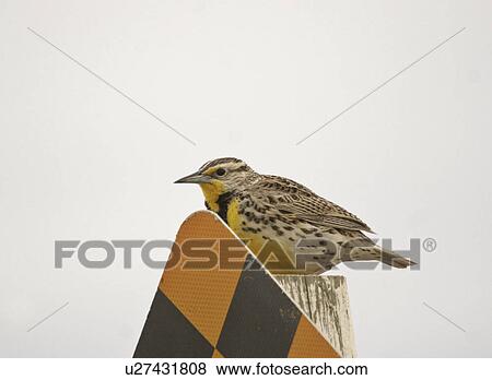 Stock Photo - canada, meadowlark, saskatchewan, scenic, sign, western. Fotosearch