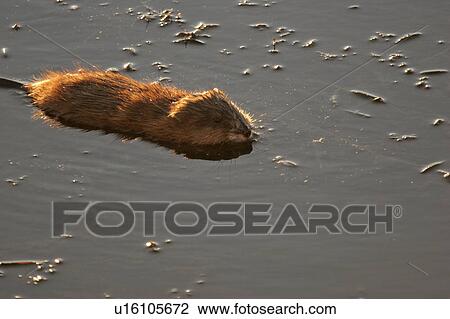 canada, muskrat, saskatchewan, scenic, pond, young View Large Photo Image Stock Image - canada, muskrat, saskatchewan, scenic, pond, young. Fotosearch