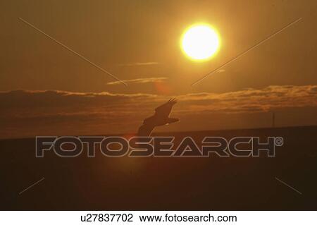 canada, owl, saskatchewan, scenic, flight, snowy View Large Photo Image Stock Image - canada, owl, saskatchewan, scenic, flight, snowy. Fotosearch