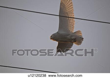Stock Photo - canada, owl, saskatchewan, scenic, flight, snowy. Fotosearch