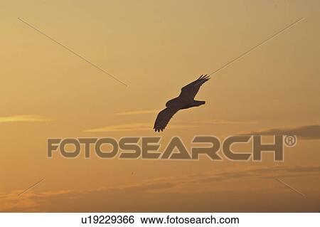 canada, owl, saskatchewan, scenic, sunrise, snowy View Large Photo Image Stock Photograph - canada, owl, saskatchewan, scenic, sunrise, snowy. Fotosearch